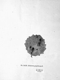 Erineum populinum image